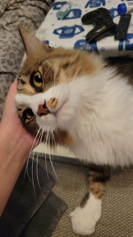 Moon enjoys head scratched and cuddles.