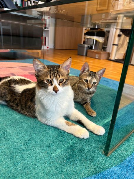 Male cat in different brown shades with white neck and front legs, sitting beside female cat.