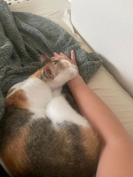 Luna sleeps curled up in the foster mum's lap