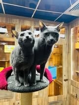 Two grey cats on grey cat tree platform